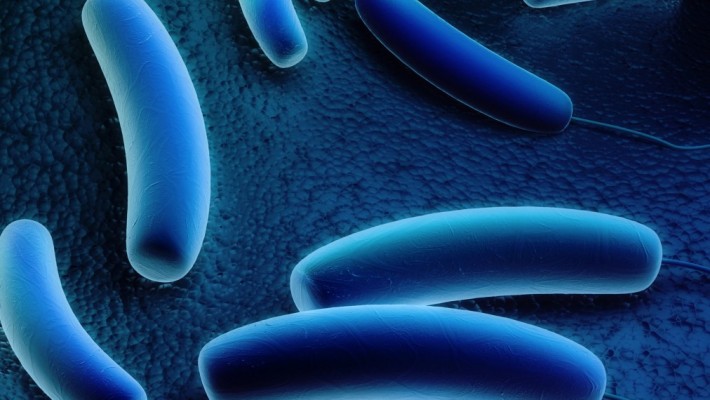 Legionella, pubblicate nuove linee guida Legionella, pubblicate nuove linee guida